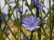 Plantas medicinales: achicoria.