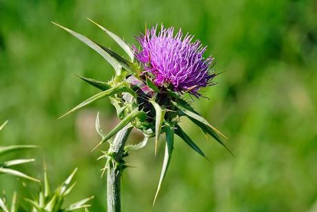 Plantas medicinales: el cardo mariano o cardo borriquero.