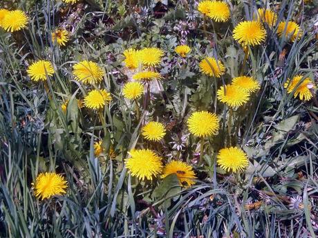 Plantas medicinales: Diente de león, amargón.