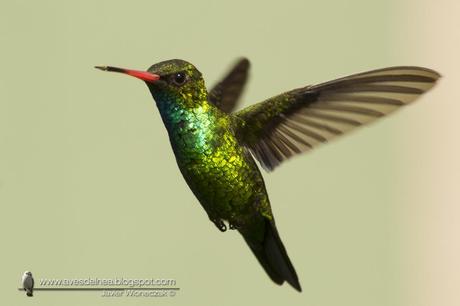 Picaflor común (Glittering-bellied Emerald) Chlorostilbon lucidus