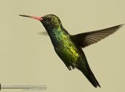Picaflor común (Glittering-bellied Emerald) Chlorostilbon lucidus