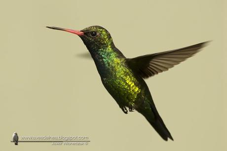 Picaflor común (Glittering-bellied Emerald) Chlorostilbon lucidus