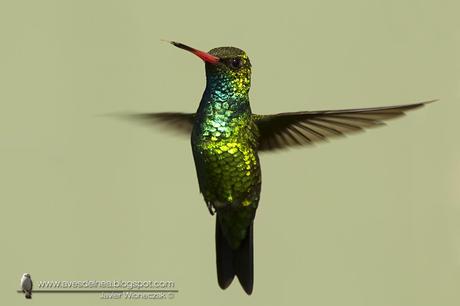 Picaflor común (Glittering-bellied Emerald) Chlorostilbon lucidus