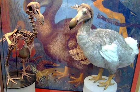 El misterio del pájaro Dodo