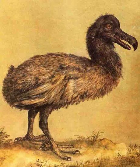 El misterio del pájaro Dodo