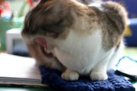 Funda de asiento de trapillo funda crochet_11_20140509 - Version 2