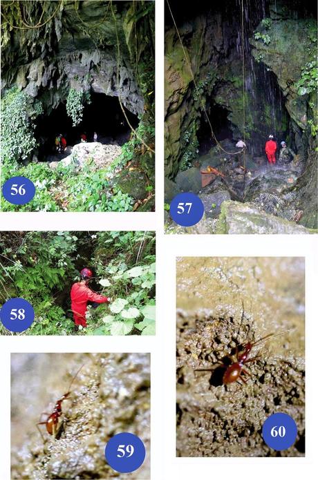 Carabidae de cuevas de China