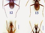 Carabidae cuevas China