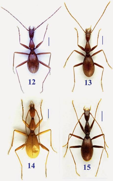 Carabidae de cuevas de China