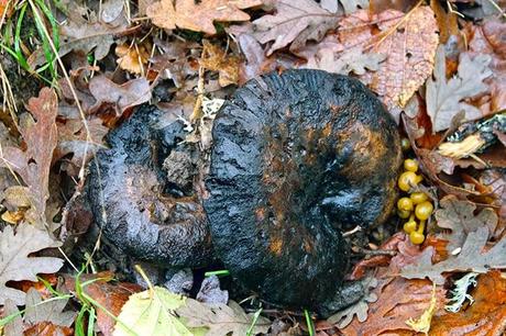 Ruta Vadiniense, el Camino Real del Esla. Encuentro de Asociaciones de Amigos del Camino de Santiago