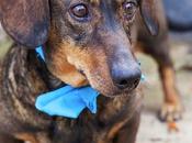 Rubens: Nuestro salchichoncito achuchable