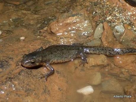 Las primeras lluvias del otoño hacen salir a los anfibios... - The first rains of autumn make out amphibians...