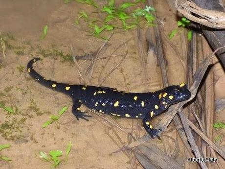 Las primeras lluvias del otoño hacen salir a los anfibios... - The first rains of autumn make out amphibians...