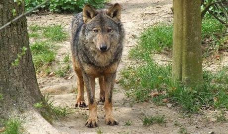 Encuesta sobre el Lobo Ibérico
