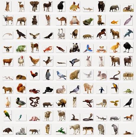 100 Imágenes HD de Animales en Formato PNG