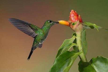 Colibrí y su flora, ejemplo de la biodiversidad en Costa Rica