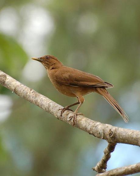 Ejemplar de Garita Alajuela en Costa Rica, destino de #VIAJEHACIAELCALOR