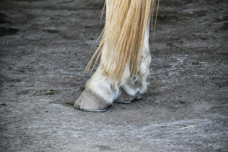 Cercedilla mon amour