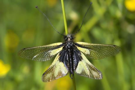 para ampliar Libelloides coccajus (Denis & Schiffermüller, 1775) hacer clic