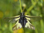 Libelloides coccajus (Denis Schiffermüller, 1775)