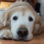 La memoria de los perros