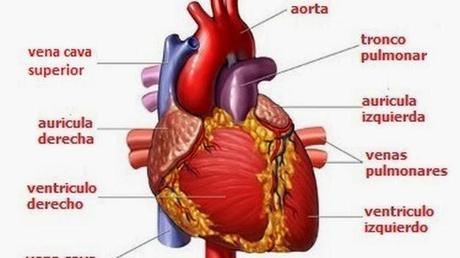 Jugador de 21 años, muere durante un partido de fútbol en Zaragoza