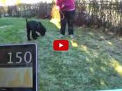 olfato disminuye ritmo cardíaco perro (vídeo)