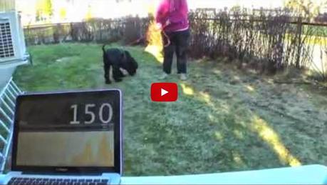 El uso del olfato disminuye el ritmo cardíaco de tu perro (vídeo)