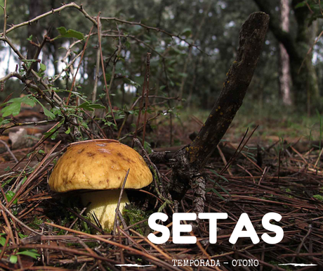 Setas en otoño