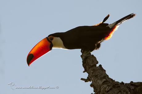 Tucán grande (Toco Toucan) Ramphastos toco