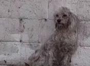 caniche asustado hogar colma besos rescatadora