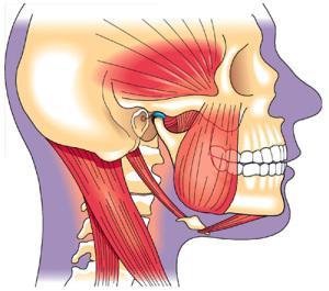 orofacial 