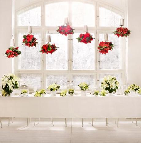 poinsettias colgantes para adornar la mesa ampliacion Poinsettias colgantes para una Navidad diferente