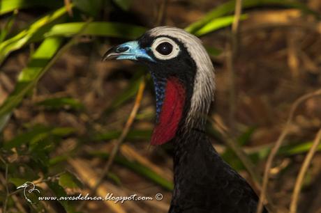 Yacutinga (Black-fronted Piping-Guan) Pipile jacutinga