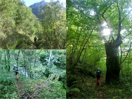 Agüera-La Arena-Cigüedres-Quintanal-San Esteban-Aguasmestas-Cuevas-Noceda-Santullano