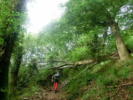 Pico Loral (desde Villanueva de Santo Adriano)