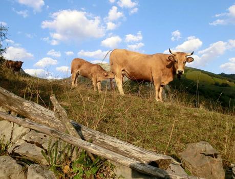 Rioaller-Col.lá La Maera-Pto. Vegarada-Col.láu Caniel.la-Col.lá L.lera-Rioaller