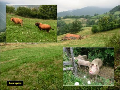 Brañacaballo-Estorbín de Valverde (desde Casomera)