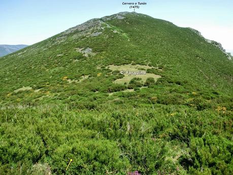 Cervero o Tunón-Peñas Altas-Cogollo