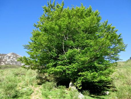 Sierra del Ajo (del Fuentes al Toneo)