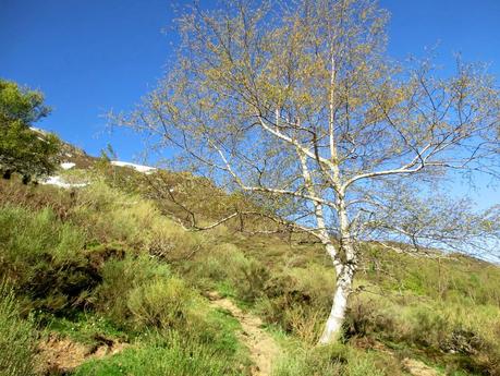 Sierra del Ajo (del Fuentes al Toneo)