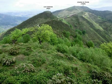 Tres Conceyos-Sierra de San Mamés