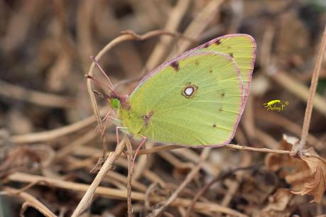 Colias crocea