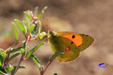Colias crocea