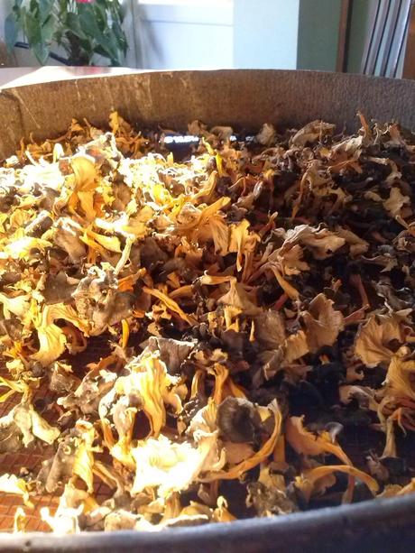 trompetes de la mort