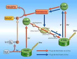 Fase luminosa de la fotosintesis