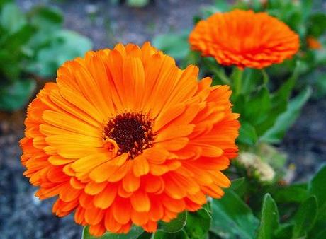 Plantas medicinales: la caléndula o maravilla.