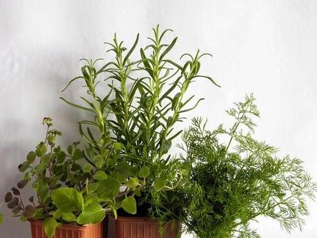 Del romero, el orégano y el eneldo