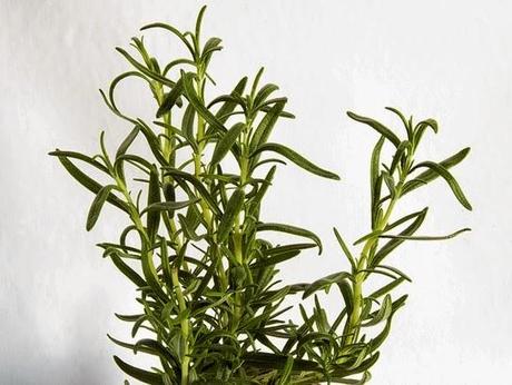 Del romero, el orégano y el eneldo