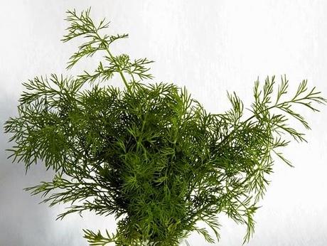 Del romero, el orégano y el eneldo